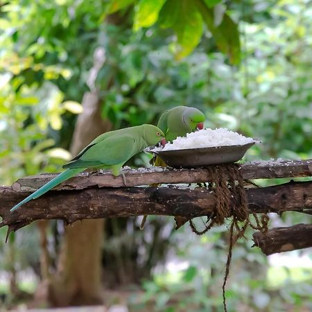 Birds Paradise Cabanas Unawatuna Luaran gambar