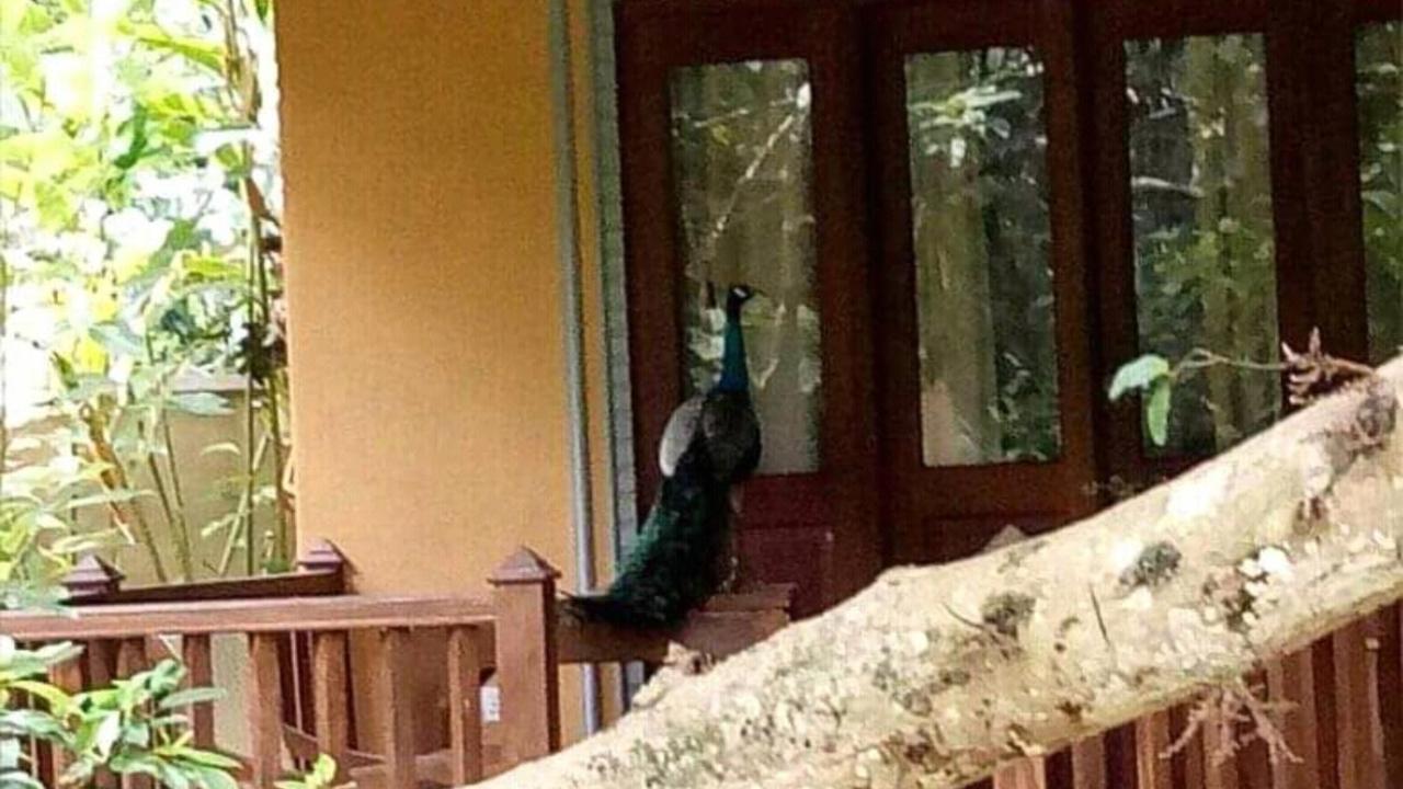 Birds Paradise Cabanas Unawatuna Luaran gambar