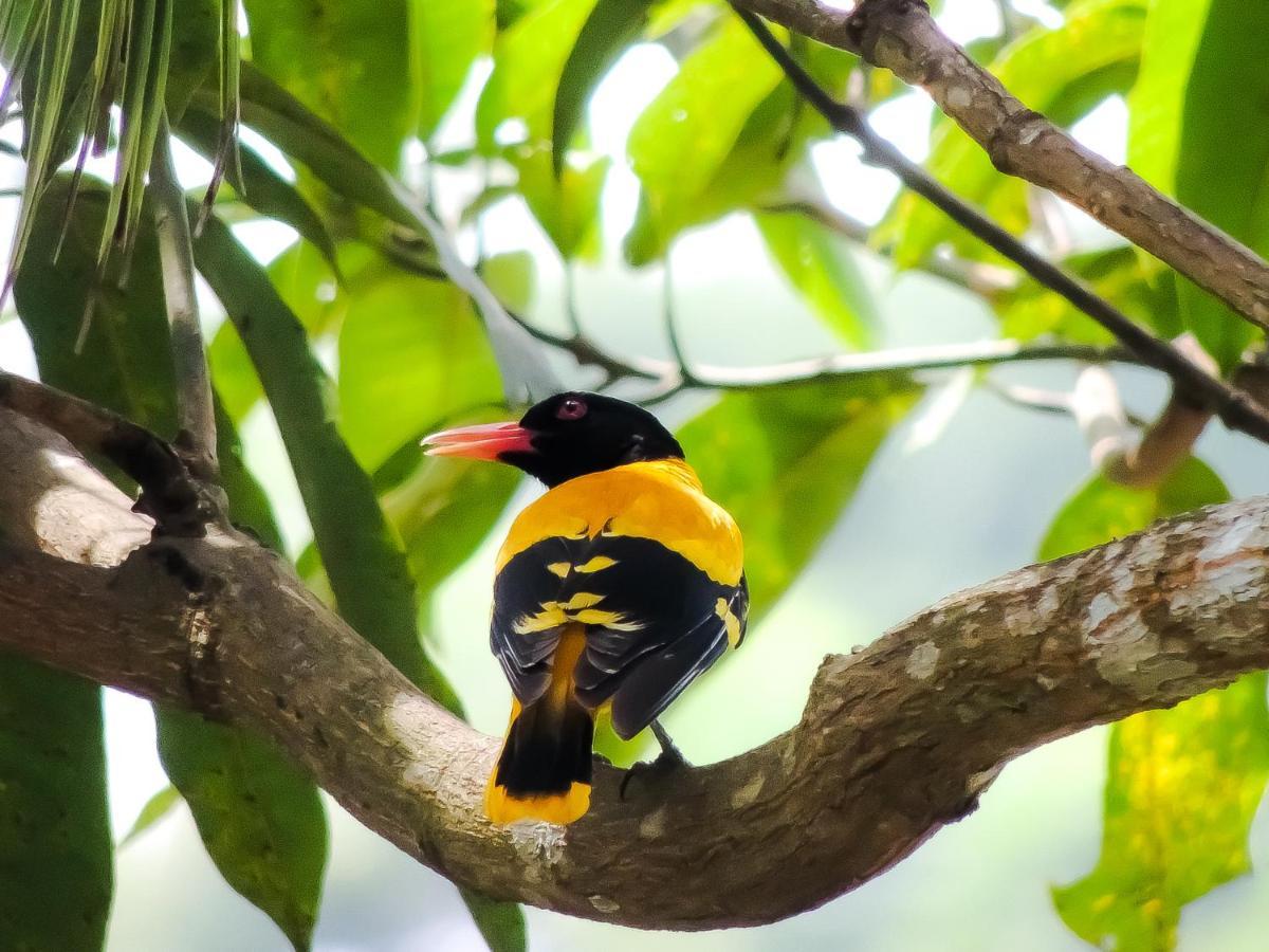 Birds Paradise Cabanas Unawatuna Luaran gambar