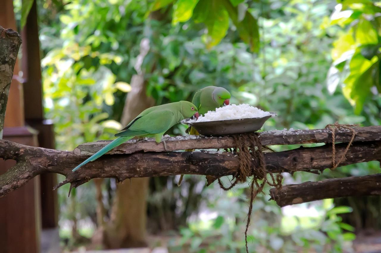 Birds Paradise Cabanas Unawatuna Luaran gambar