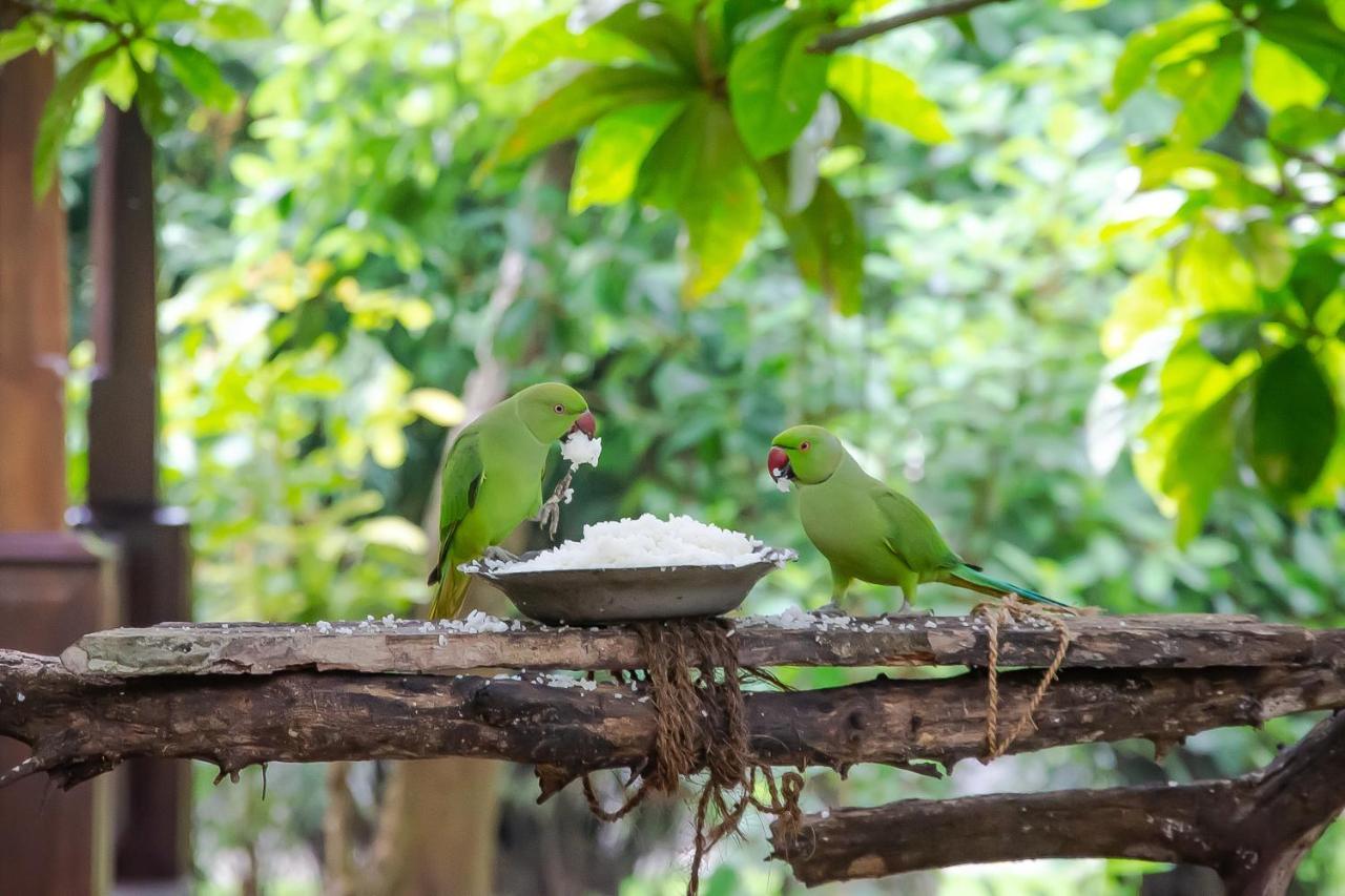 Birds Paradise Cabanas Unawatuna Luaran gambar