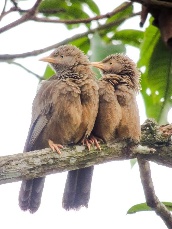 Birds Paradise Cabanas Unawatuna Luaran gambar