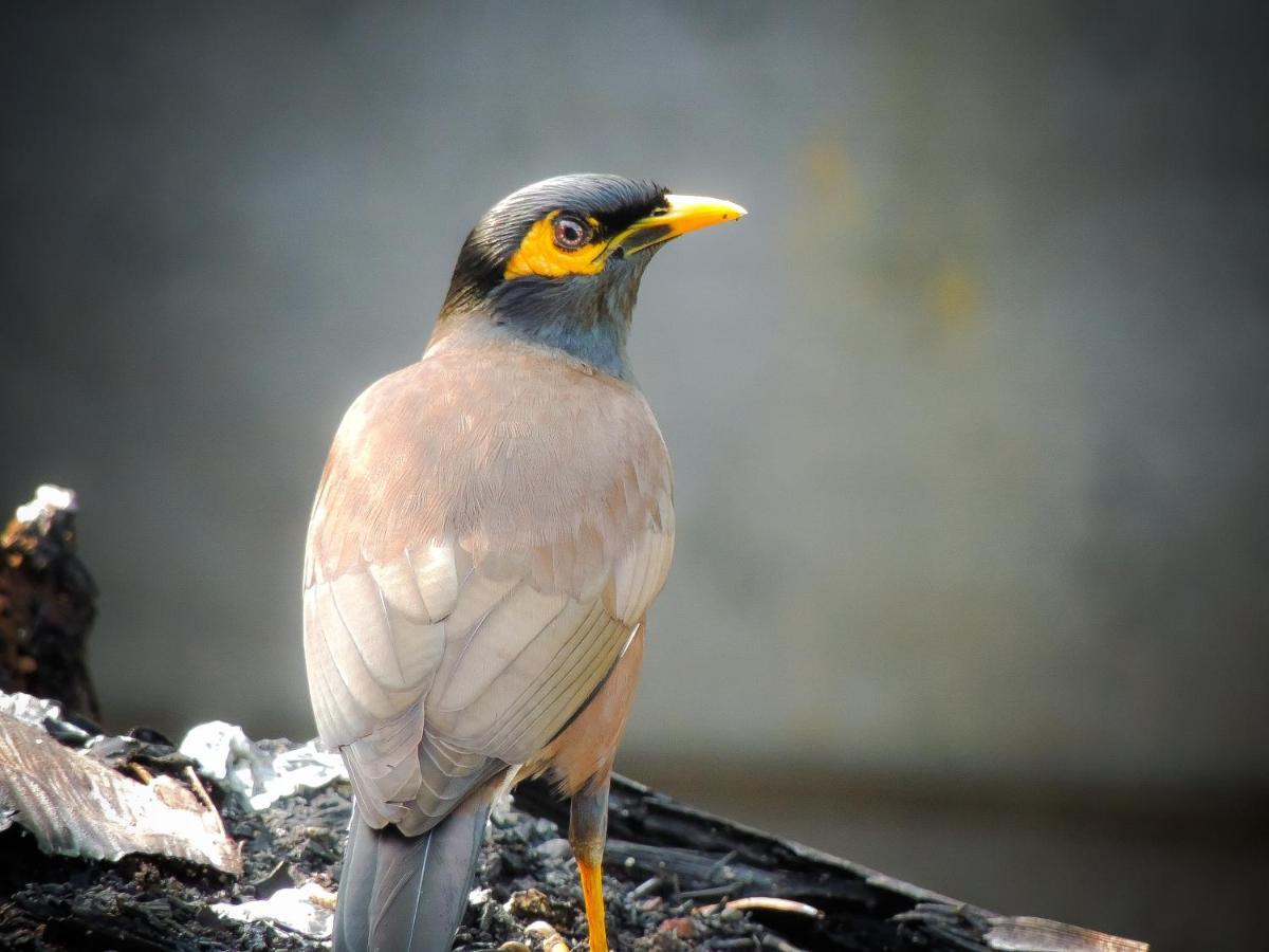 Birds Paradise Cabanas Unawatuna Luaran gambar