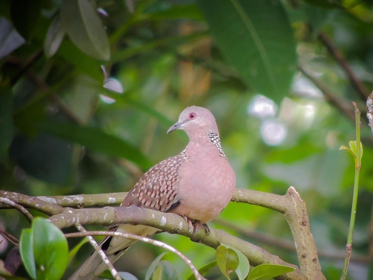 Birds Paradise Cabanas Unawatuna Luaran gambar