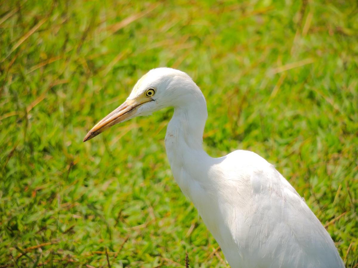 Birds Paradise Cabanas Unawatuna Luaran gambar