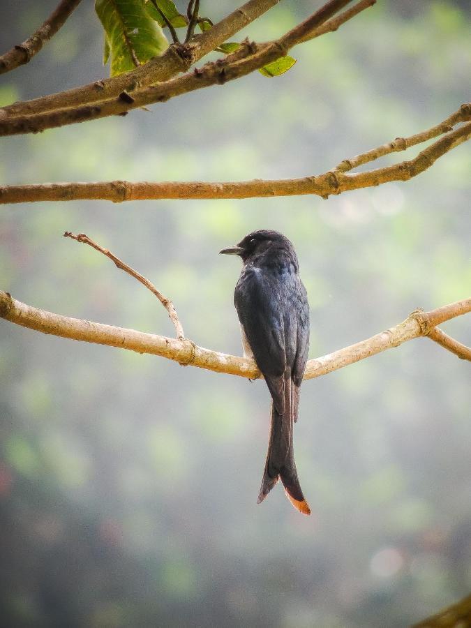 Birds Paradise Cabanas Unawatuna Luaran gambar