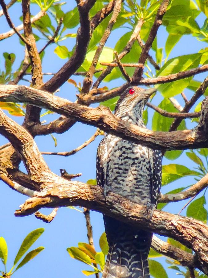 Birds Paradise Cabanas Unawatuna Luaran gambar