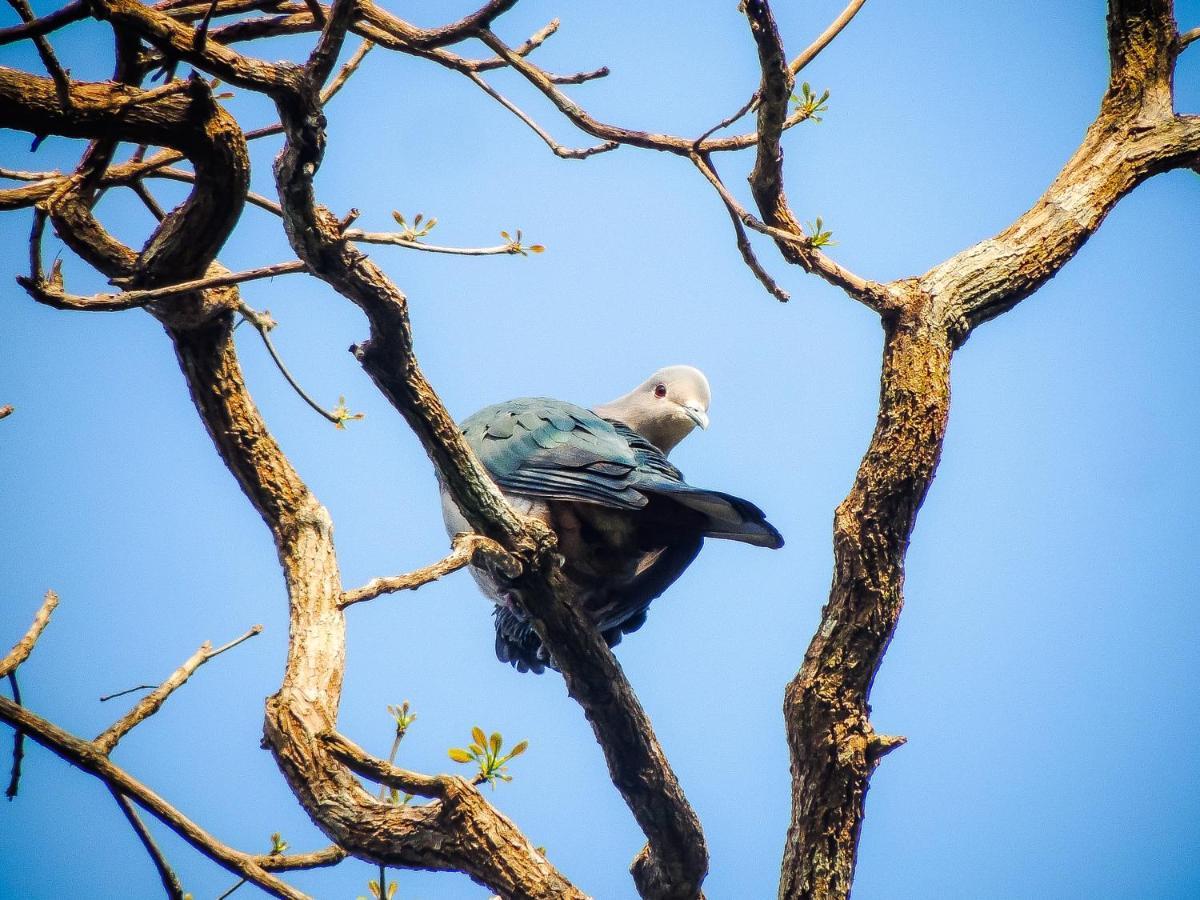 Birds Paradise Cabanas Unawatuna Luaran gambar