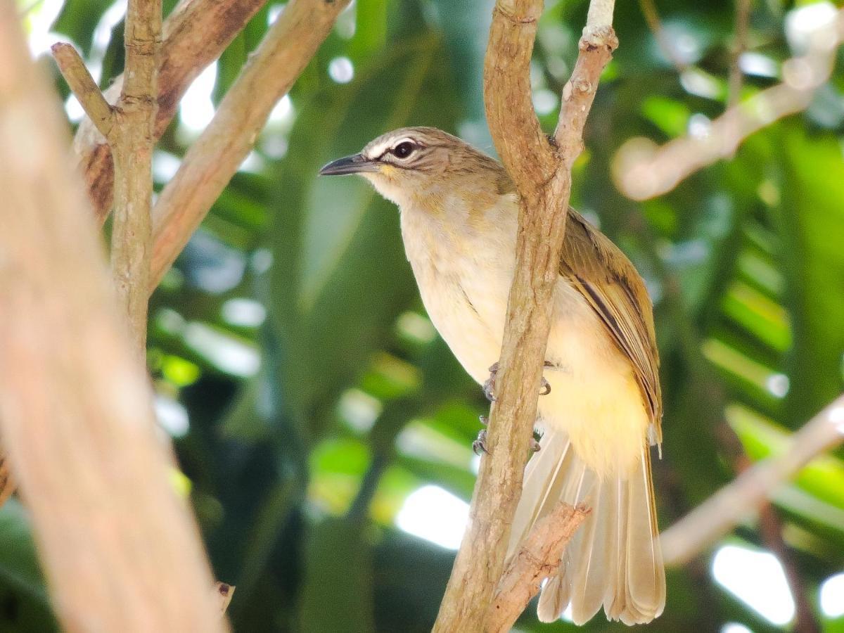 Birds Paradise Cabanas Unawatuna Luaran gambar